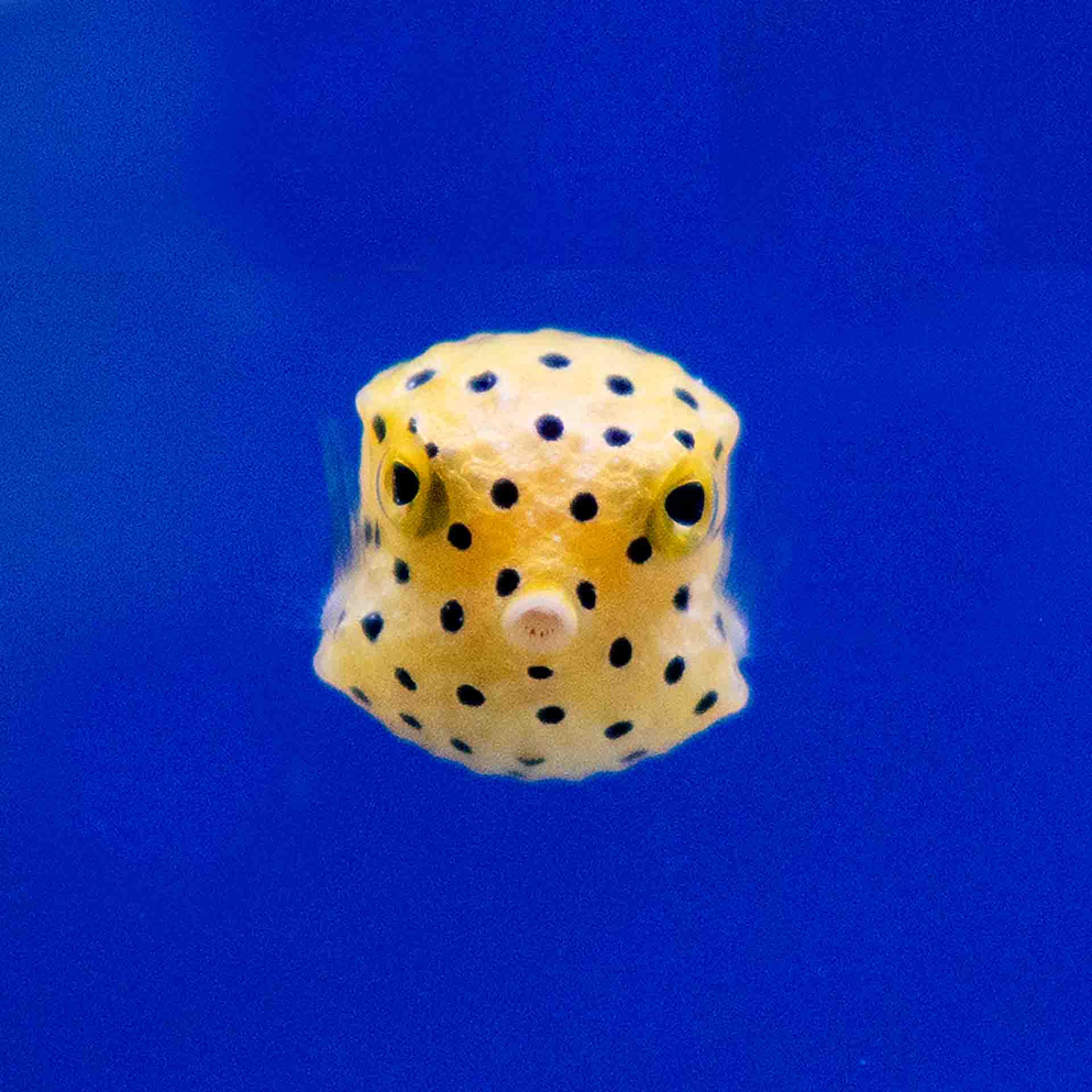 Yellow Box Fish - (No Online Purchases)