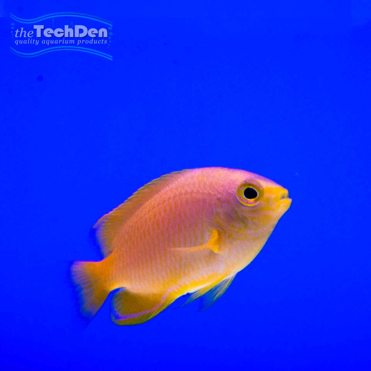 Lemon Damsel - (No Online Purchases)