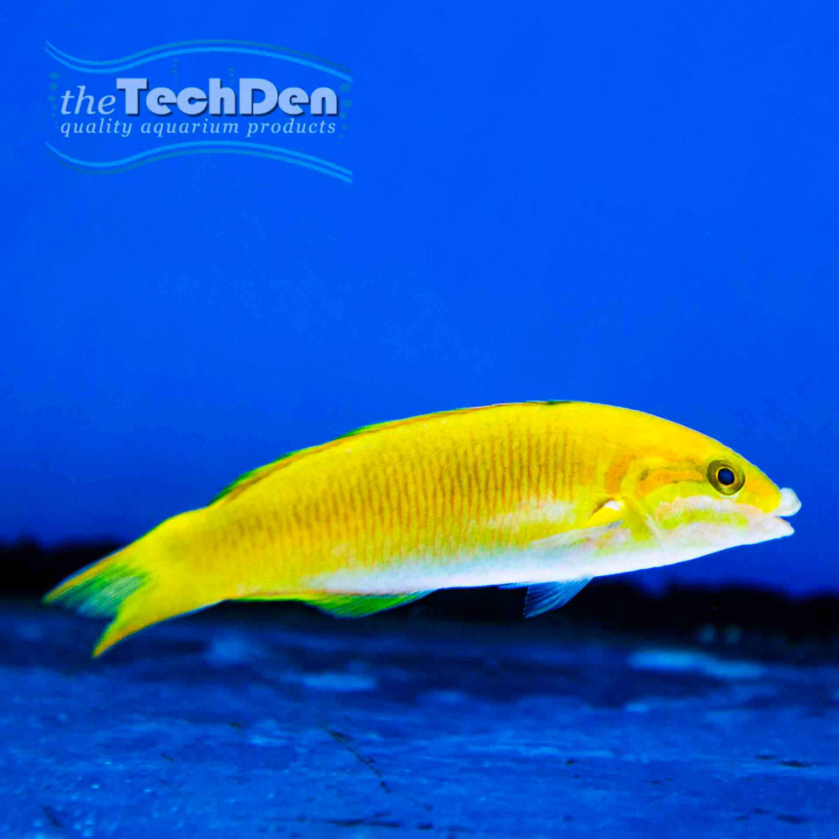 Yellow Lunar Wrasse - (No Online Purchases)