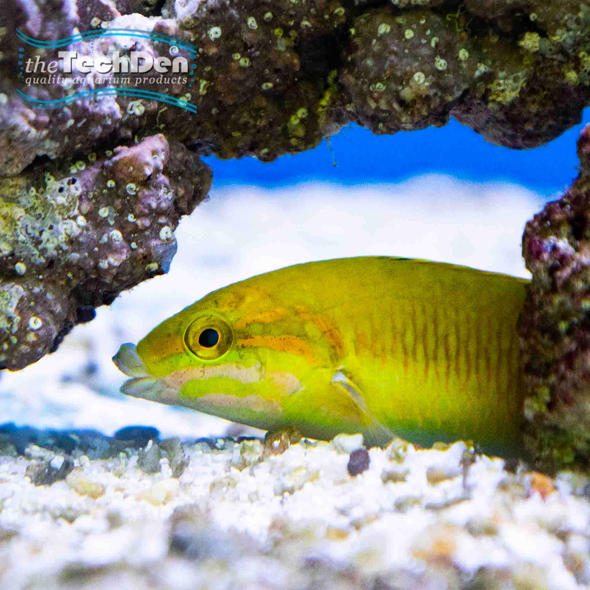 Yellow Lunar Wrasse - (No Online Purchases)