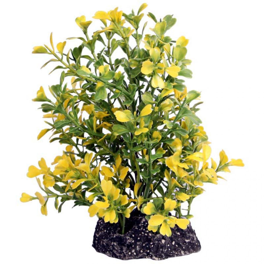 Aqua One Ecoscape Medium Japanese Box Yellow 20cm - Artificial Plant
