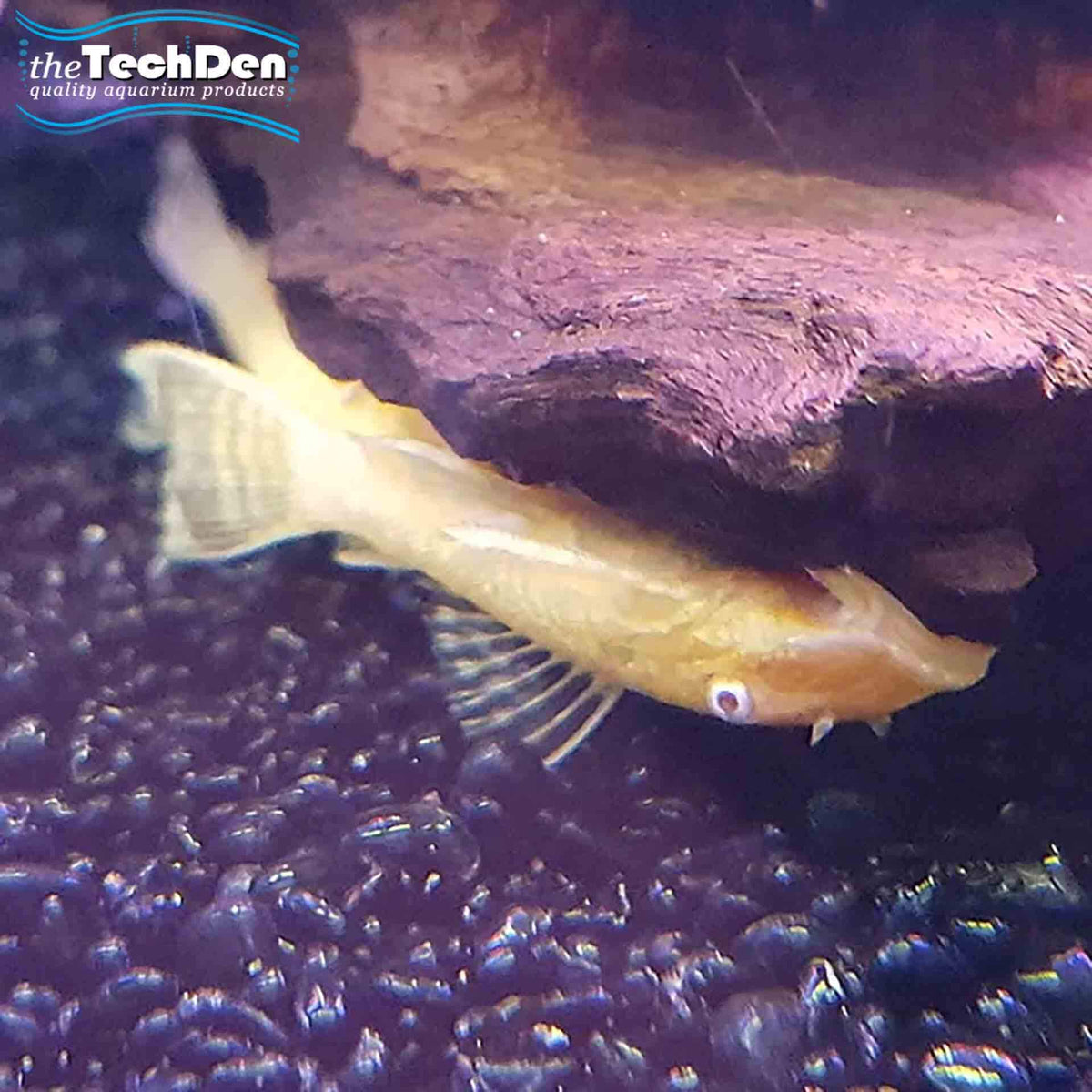 Albino Bristlenose Small - (No Online Purchases)