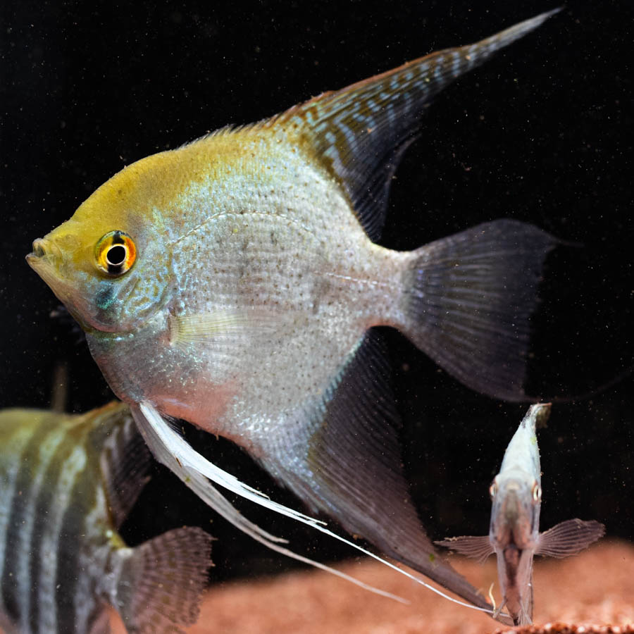 Mixed Angelfish Large - (No Online Purchases)