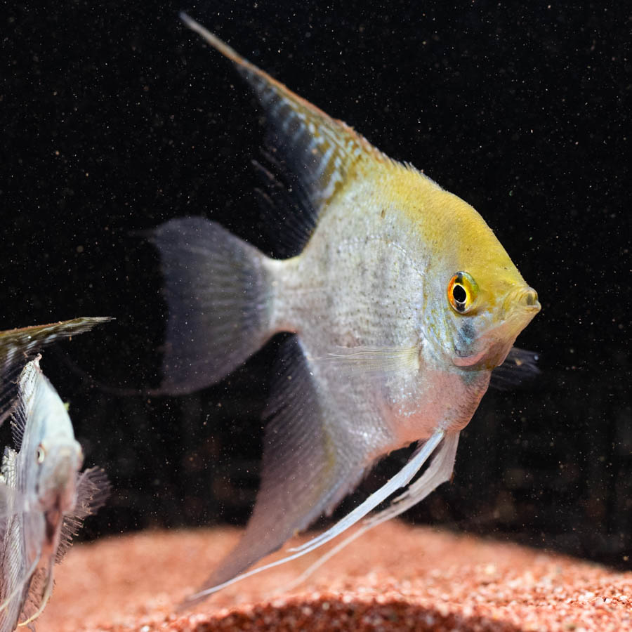 Mixed Angelfish Large - (No Online Purchases)