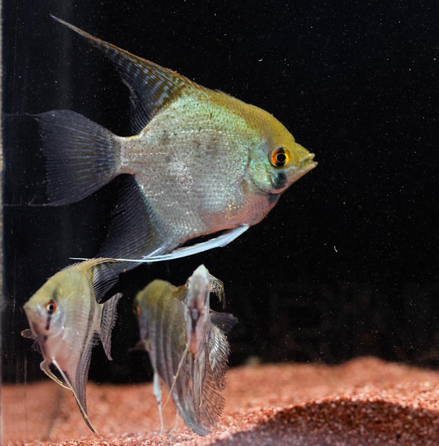 Mixed Angelfish Large - (No Online Purchases)