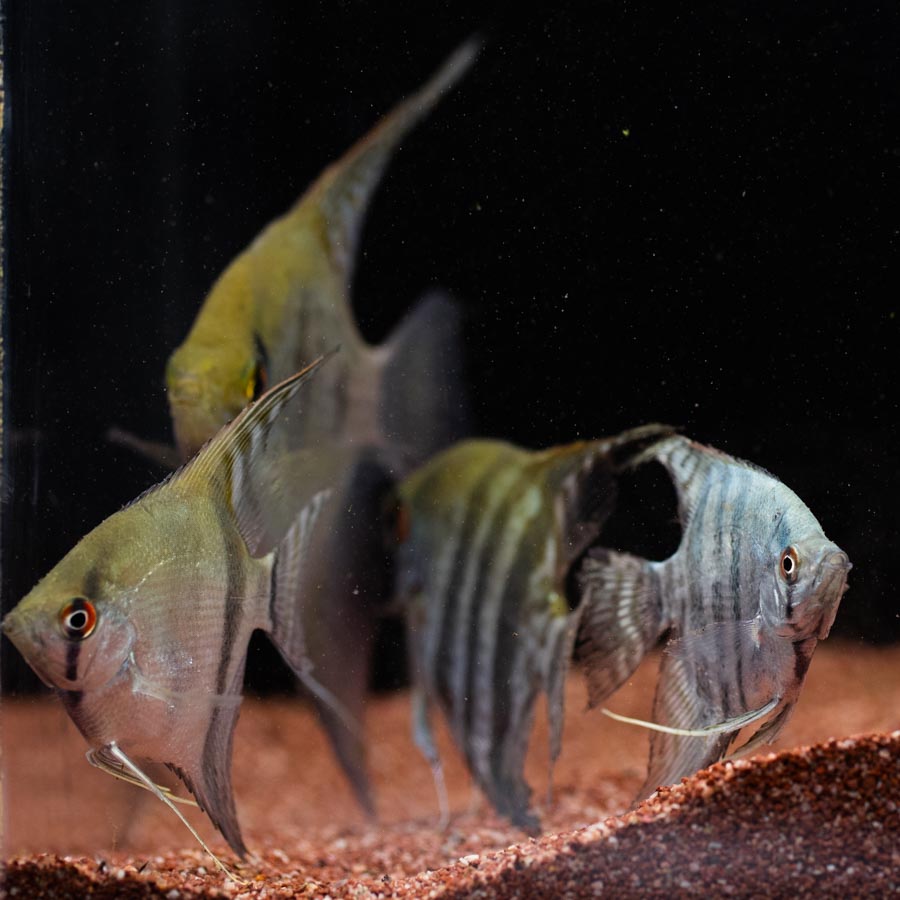 Mixed Angelfish Large - (No Online Purchases)