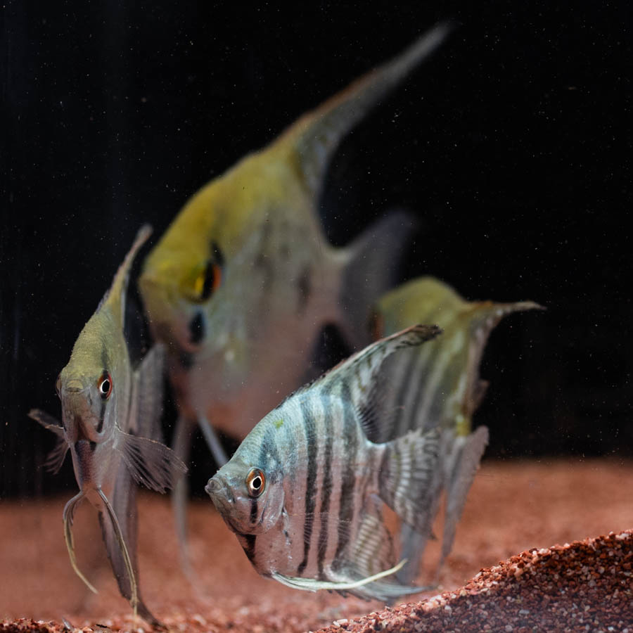 Mixed Angelfish Large - (No Online Purchases)