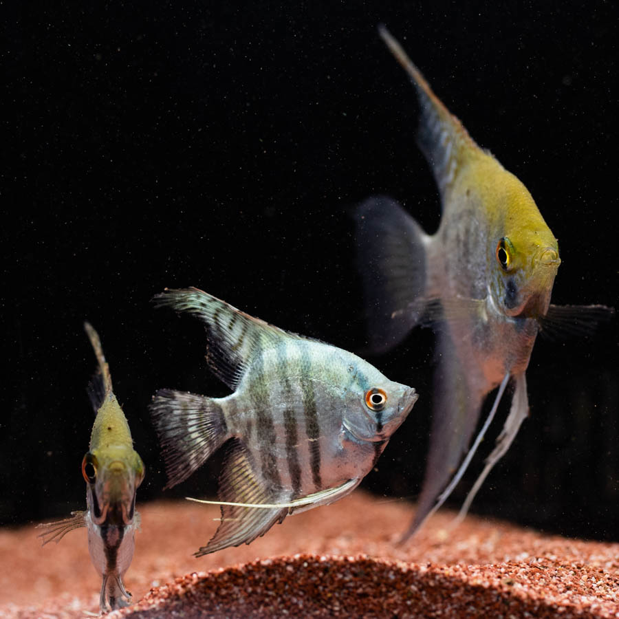 Mixed Angelfish Large - (No Online Purchases)