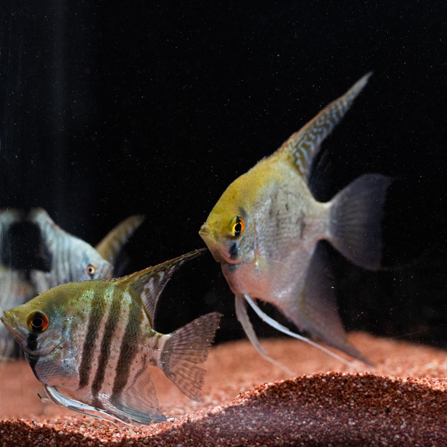 Mixed Angelfish Large - (No Online Purchases)