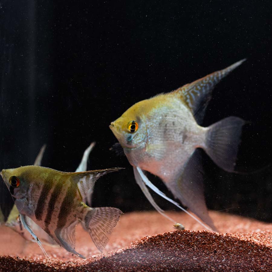 Mixed Angelfish Large - (No Online Purchases)