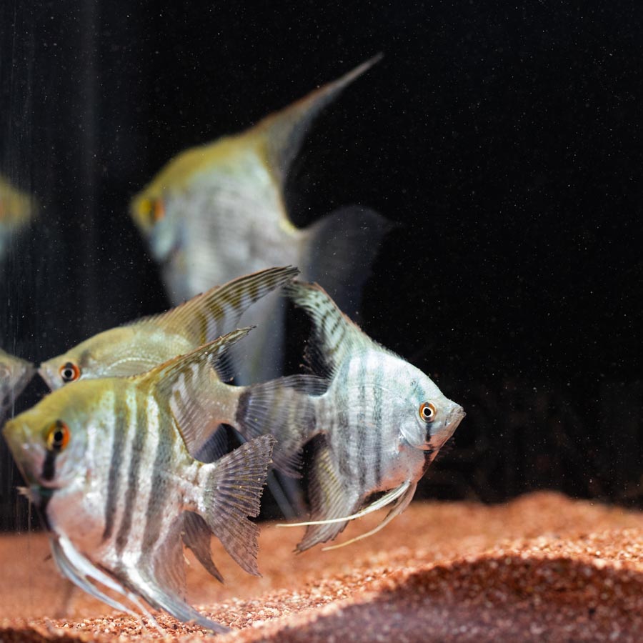 Mixed Angelfish Large - (No Online Purchases)