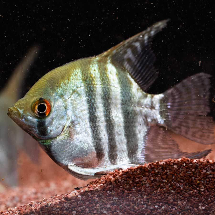 Mixed Angelfish Large - (No Online Purchases)