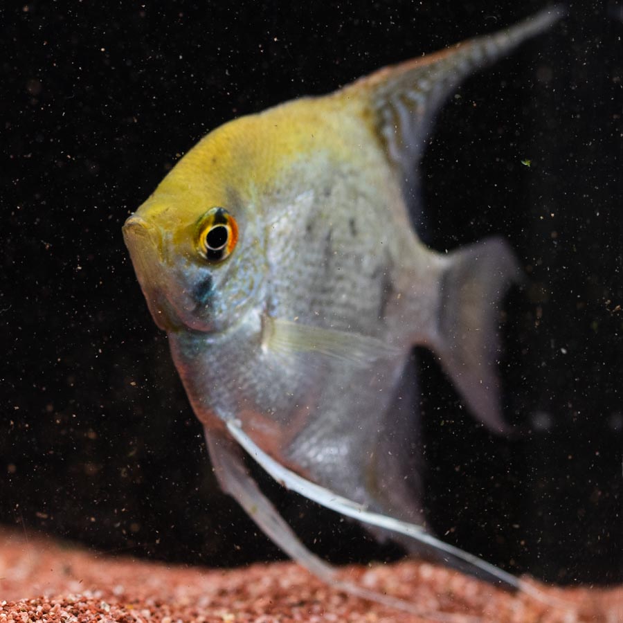 Mixed Angelfish Large - (No Online Purchases)