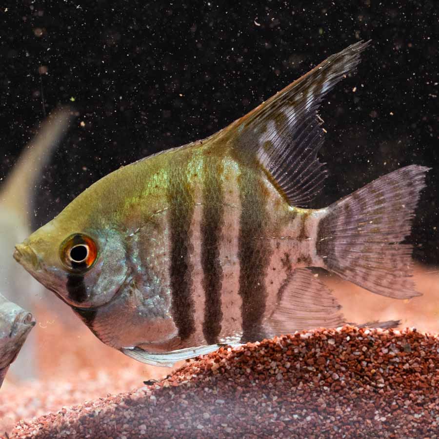 Mixed Angelfish Large - (No Online Purchases)