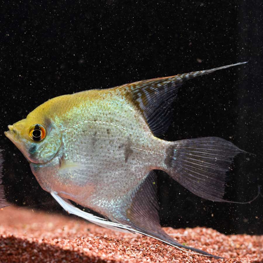 Mixed Angelfish Large - (No Online Purchases)