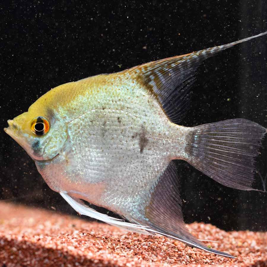 Mixed Angelfish Large - (No Online Purchases)