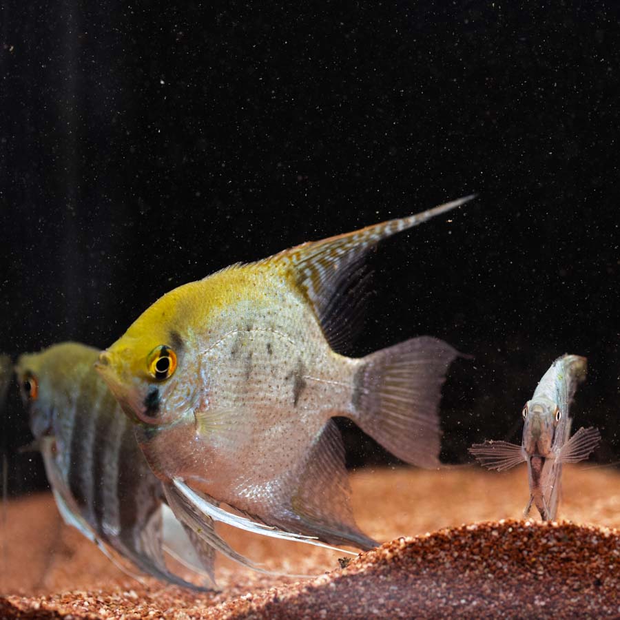 Mixed Angelfish Large - (No Online Purchases)