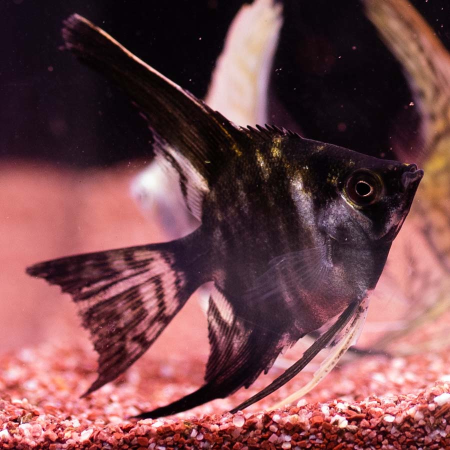 Medium Angelfish Mixed Angelfish Medium - (No Online Purchases) - The Tech Den