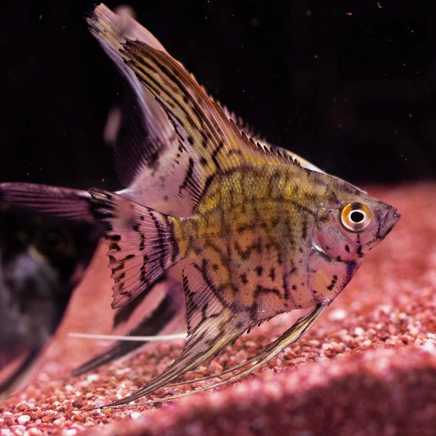 Red Freshwater Angelfish