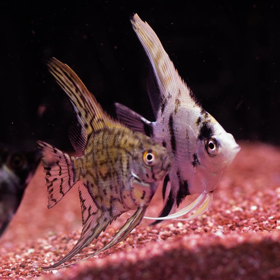 Mixed Angelfish Medium - (No Online Purchases)