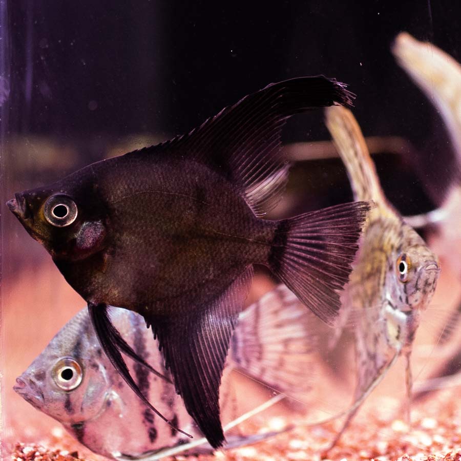 Mixed Angelfish Medium - (No Online Purchases)