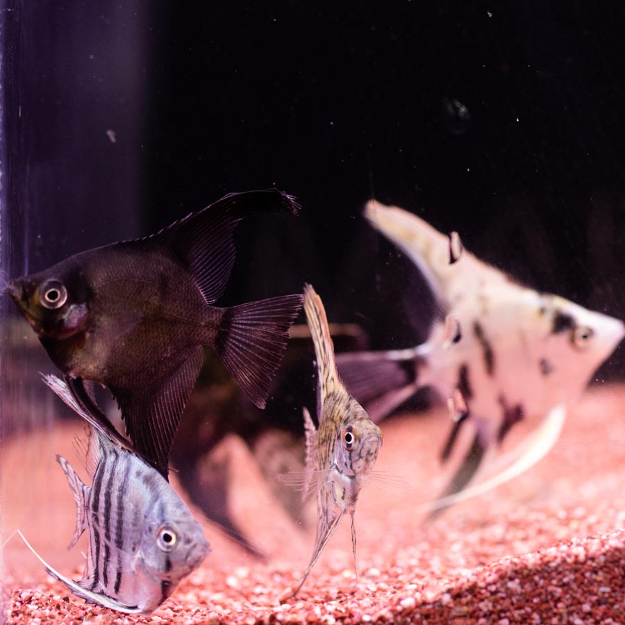 Mixed Angelfish Medium - (No Online Purchases)