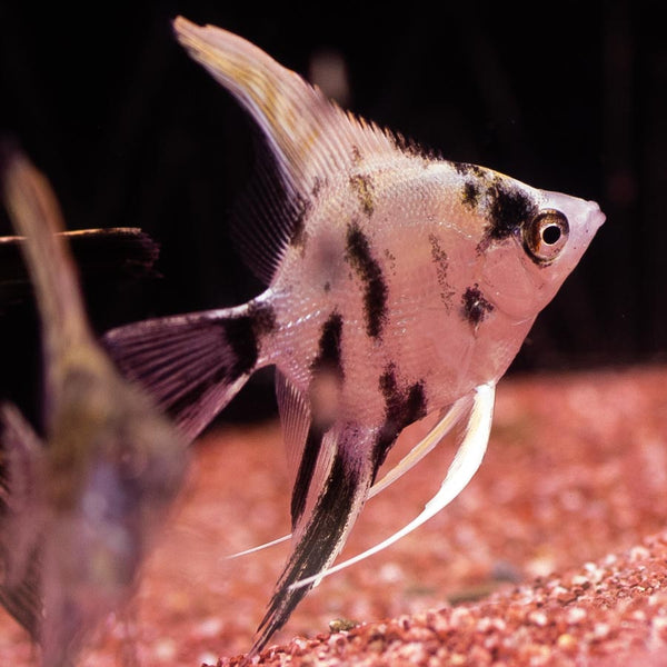 Mixed Angelfish Medium - (No Online Purchases) - The Tech Den