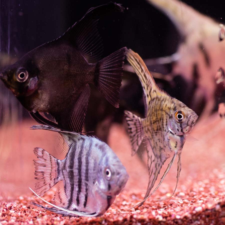 Medium Angelfish Mixed Angelfish Medium - (No Online Purchases) - The Tech Den