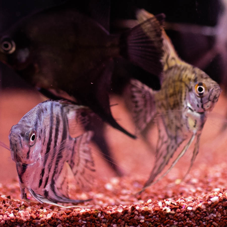 Mixed Angelfish Medium - (No Online Purchases)