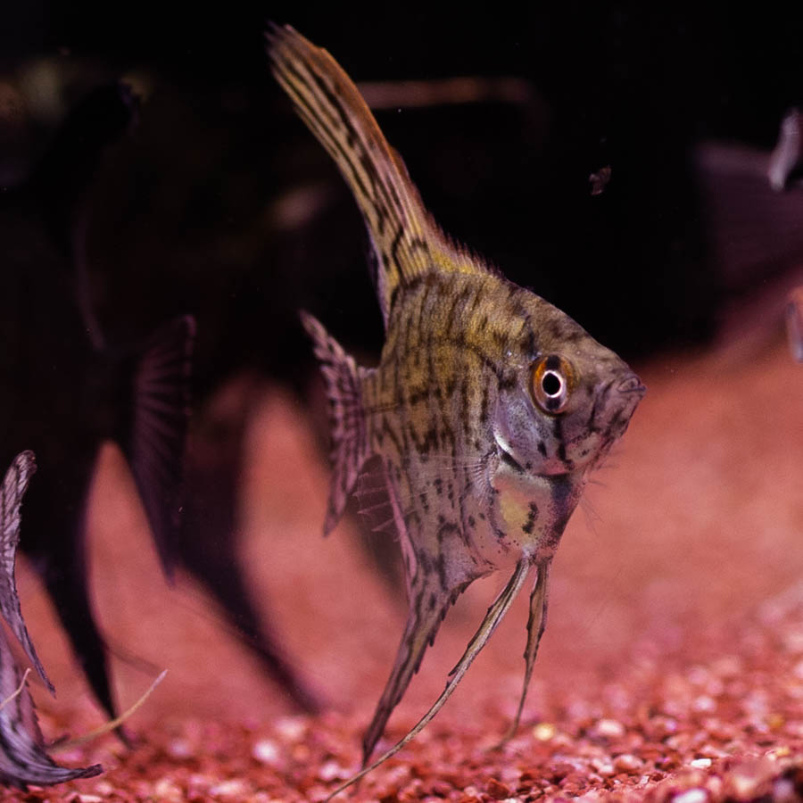 Medium Angelfish Mixed Angelfish Medium - (No Online Purchases) - The Tech Den