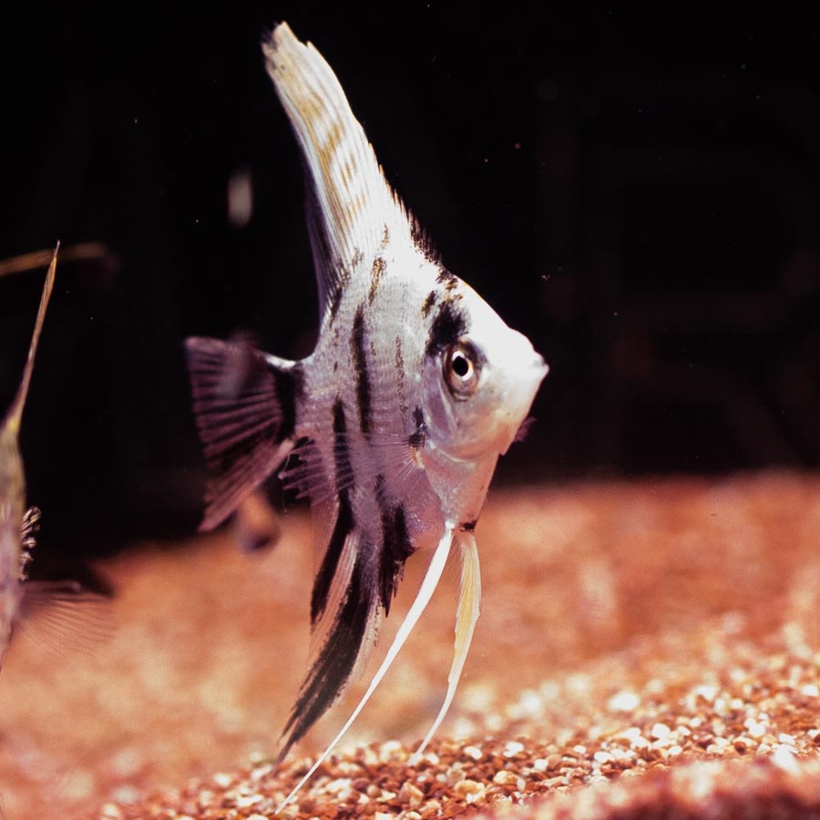 Medium Angelfish Mixed Angelfish Medium - (No Online Purchases) - The Tech Den