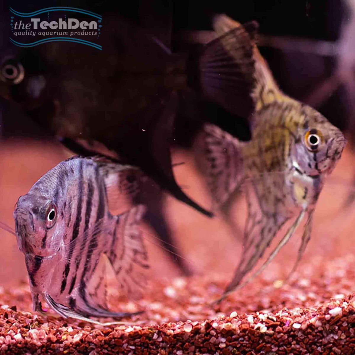 Mixed Angelfish Small - (No Online Purchases)