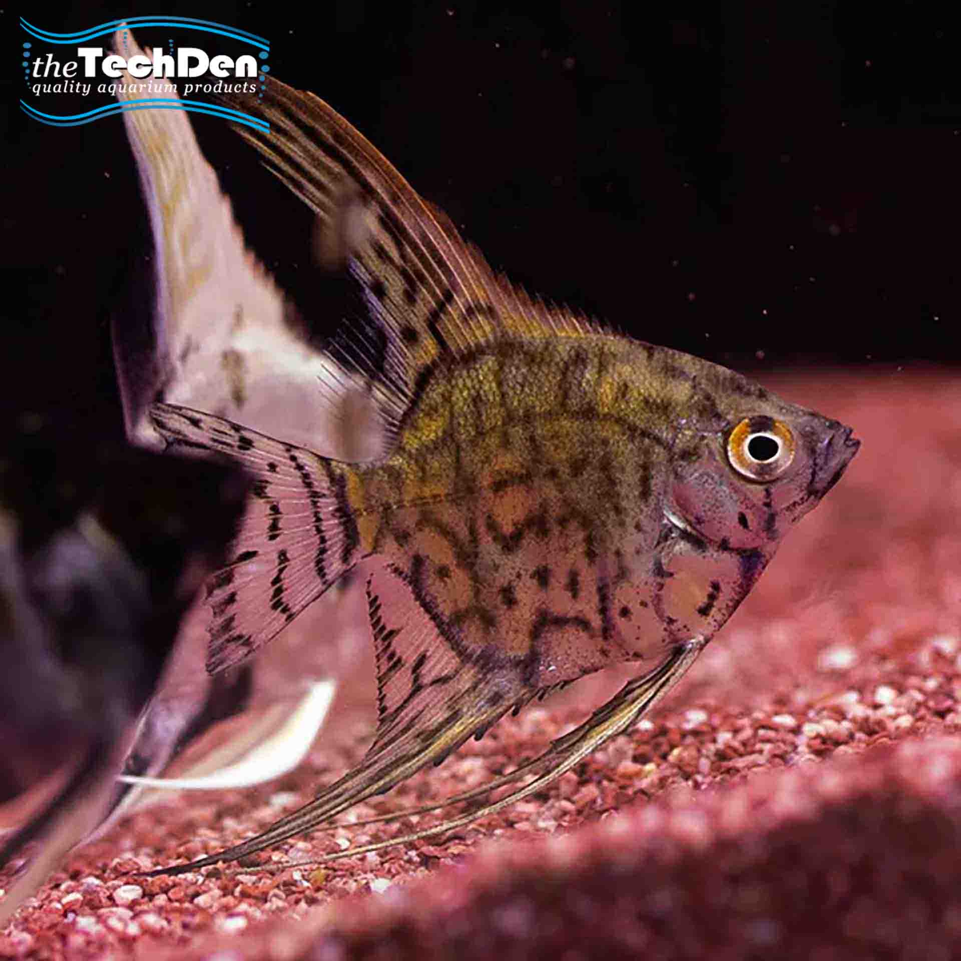 Leopard Angelfish
