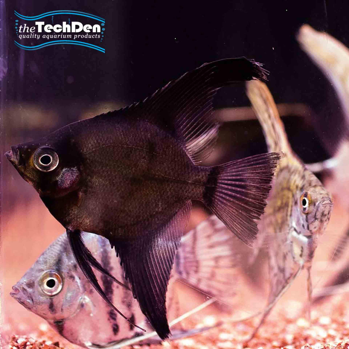 Mixed Angelfish Small - (No Online Purchases)