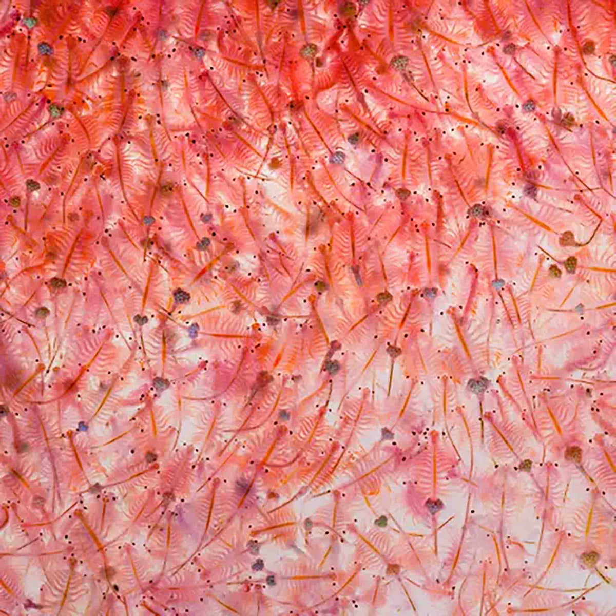 Aqua Natural Freeze Dried Brine Shrimp 14g