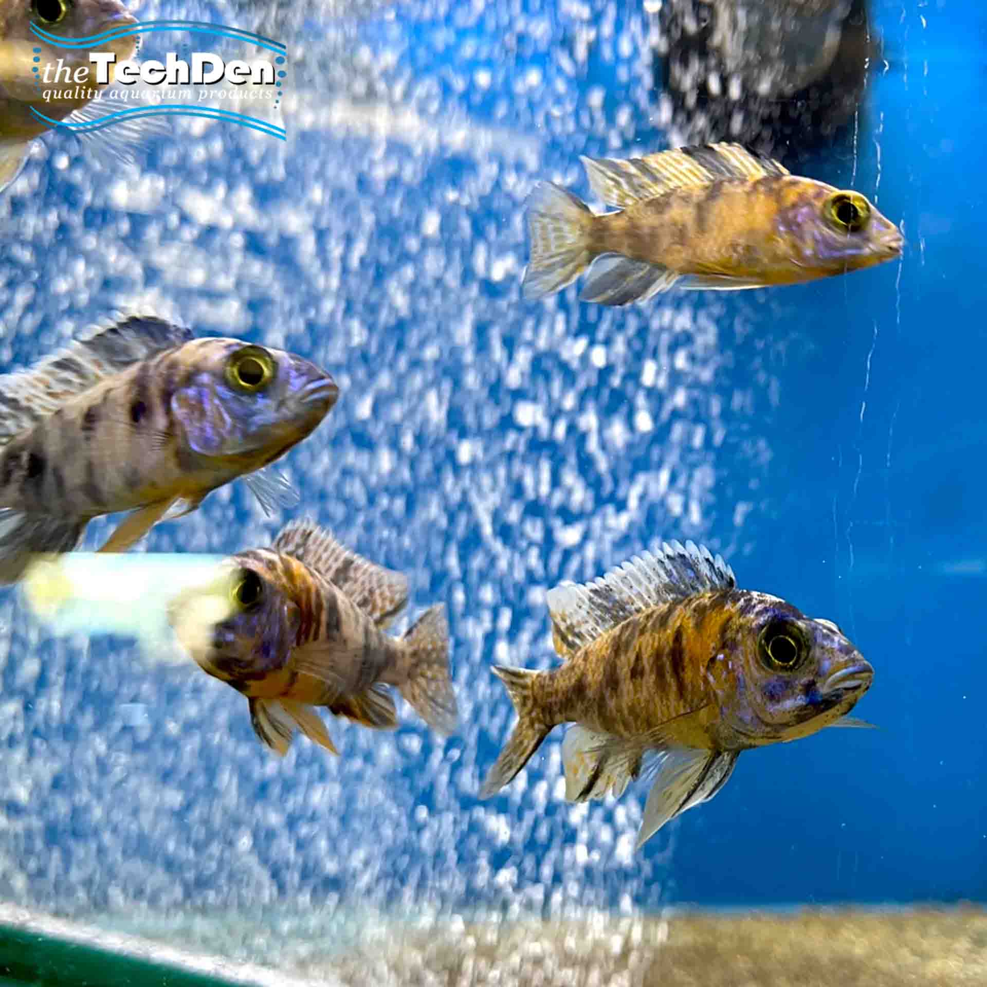 Online cichlid outlet fish store