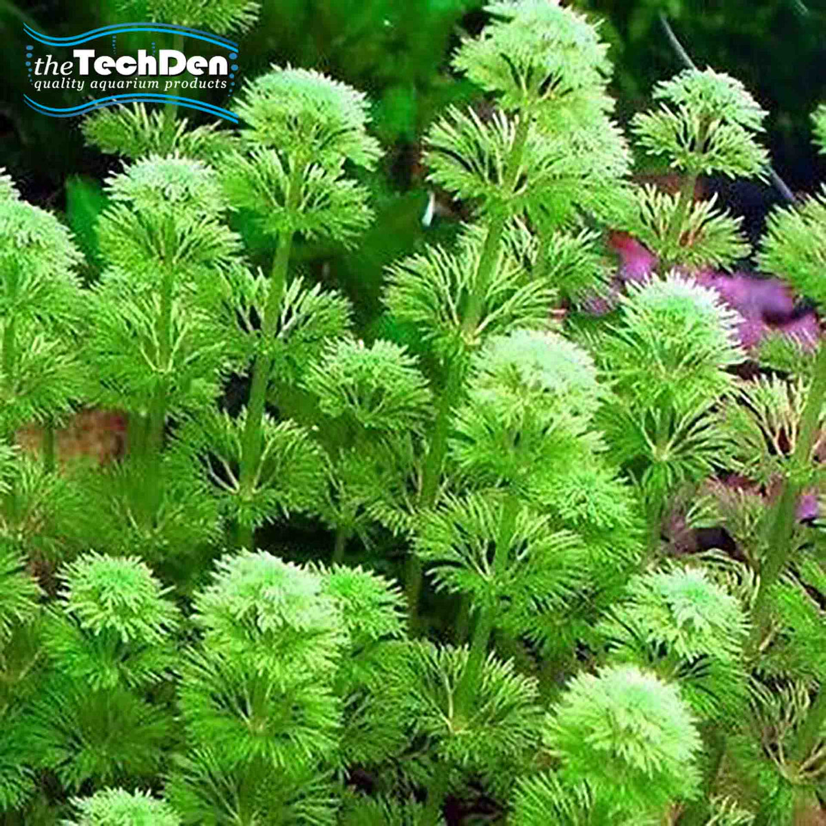 Plant Bunches $14 - True Aquatic - Submersed Grown - (No Online Purchases)