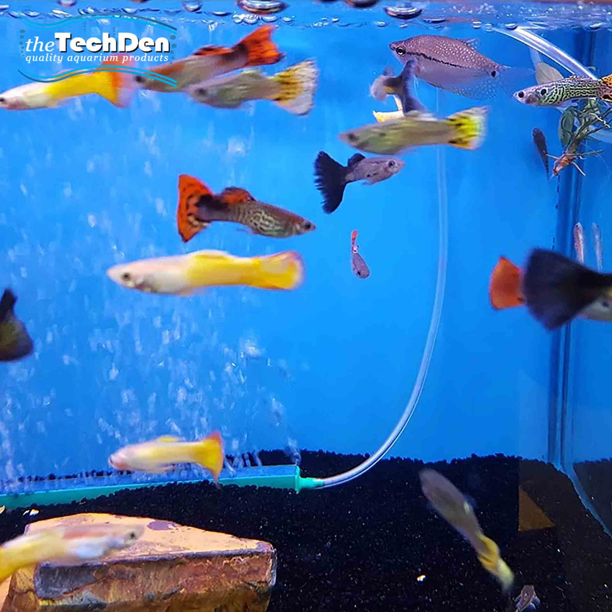 Assorted Guppys Male - (No Online Purchases)