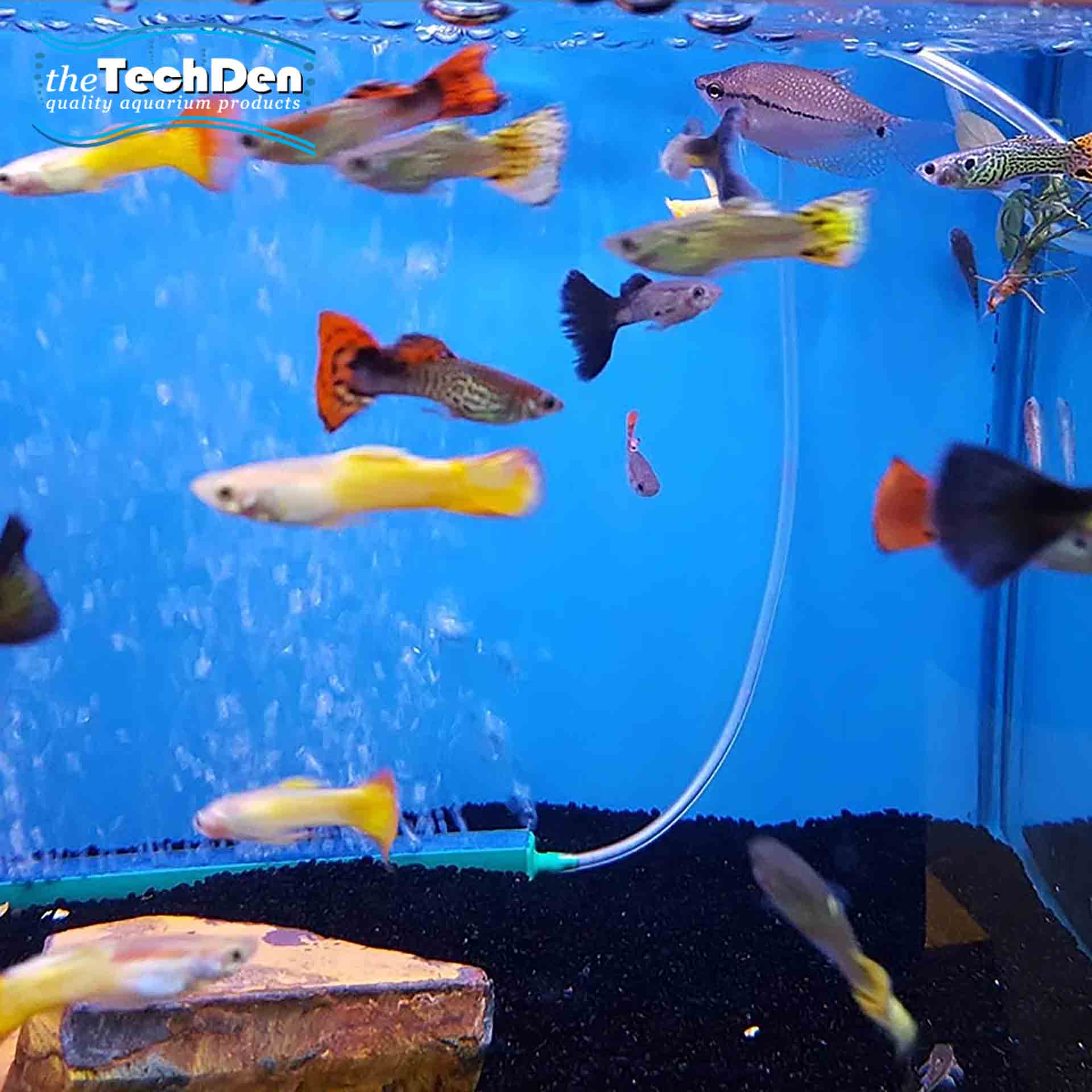 Assorted Guppys Male No Online Purchases The Tech Den