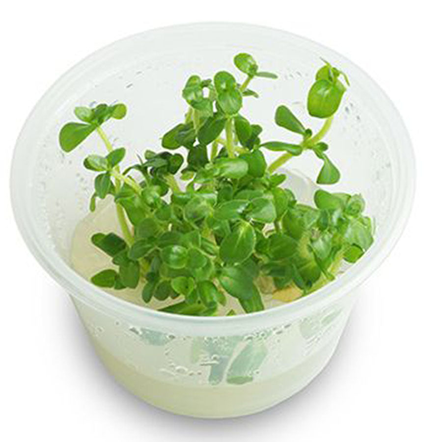 Bacopa Caroliniana - Tissue Culture