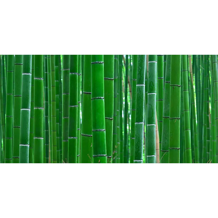 Bamboo - High Gloss Picture Background - (60,90,120cm wide options)