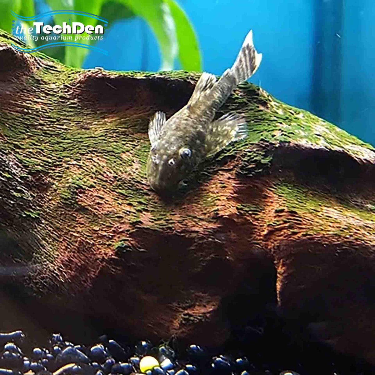 Bristlenose Common Small -(No Online Purchases)