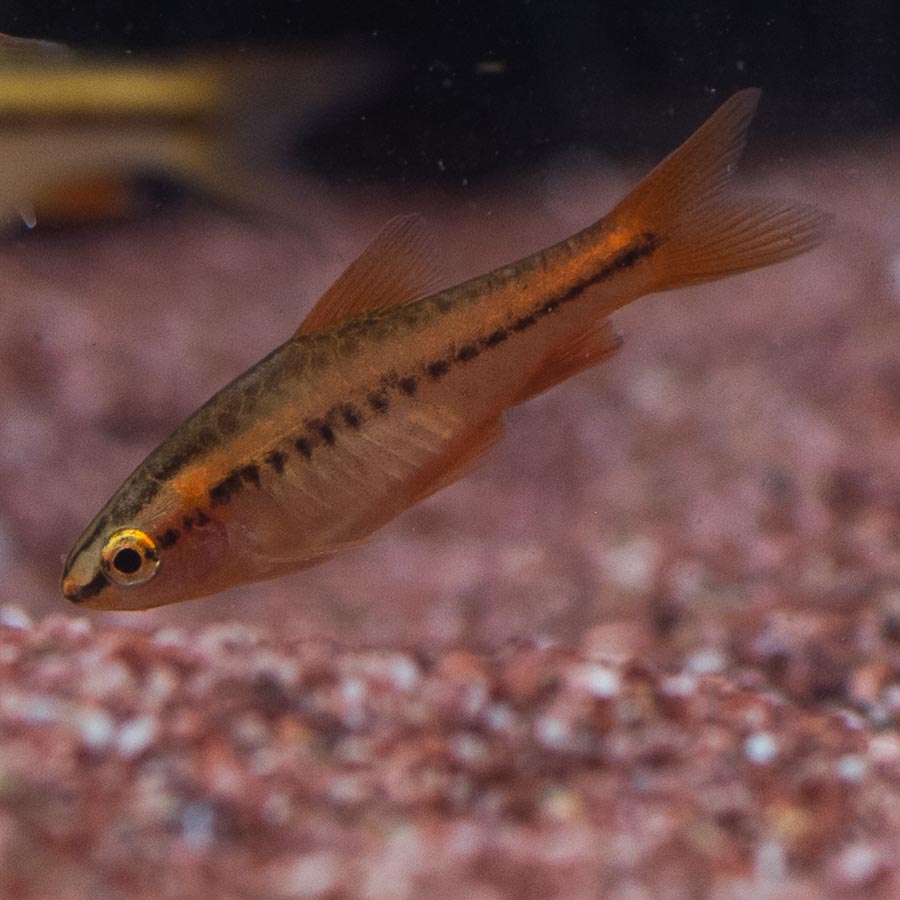 Cherry Barb - (No Online Purchases)
