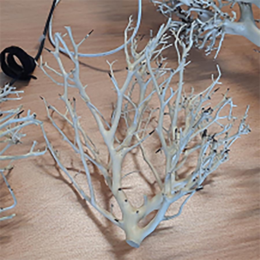 Coral Wood - Large 32-40cm - in store pick up only