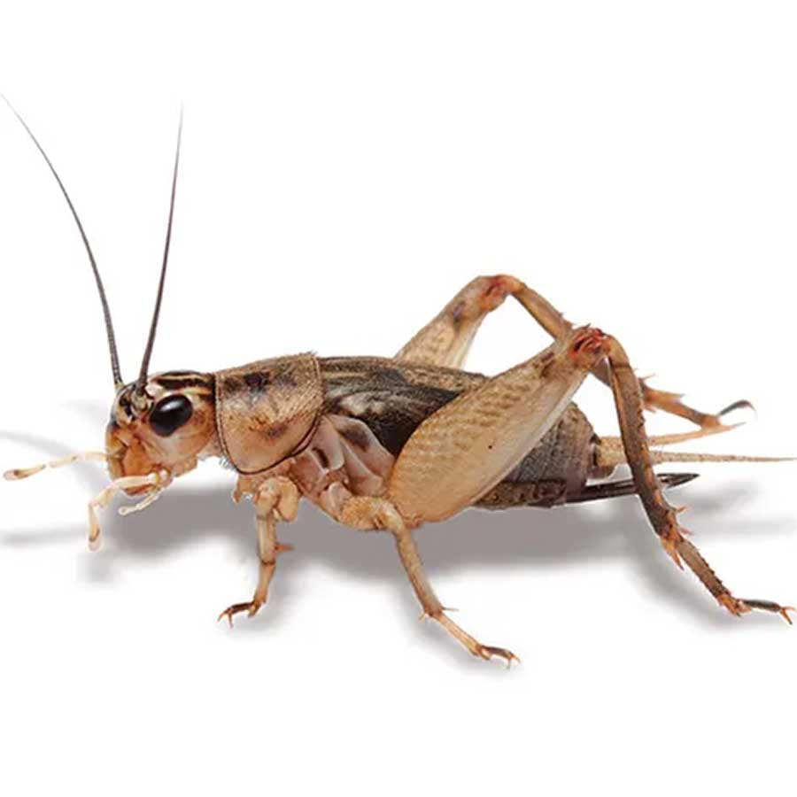 Pisces Crickets - Medium - Live Food - In Store Pick Up Only