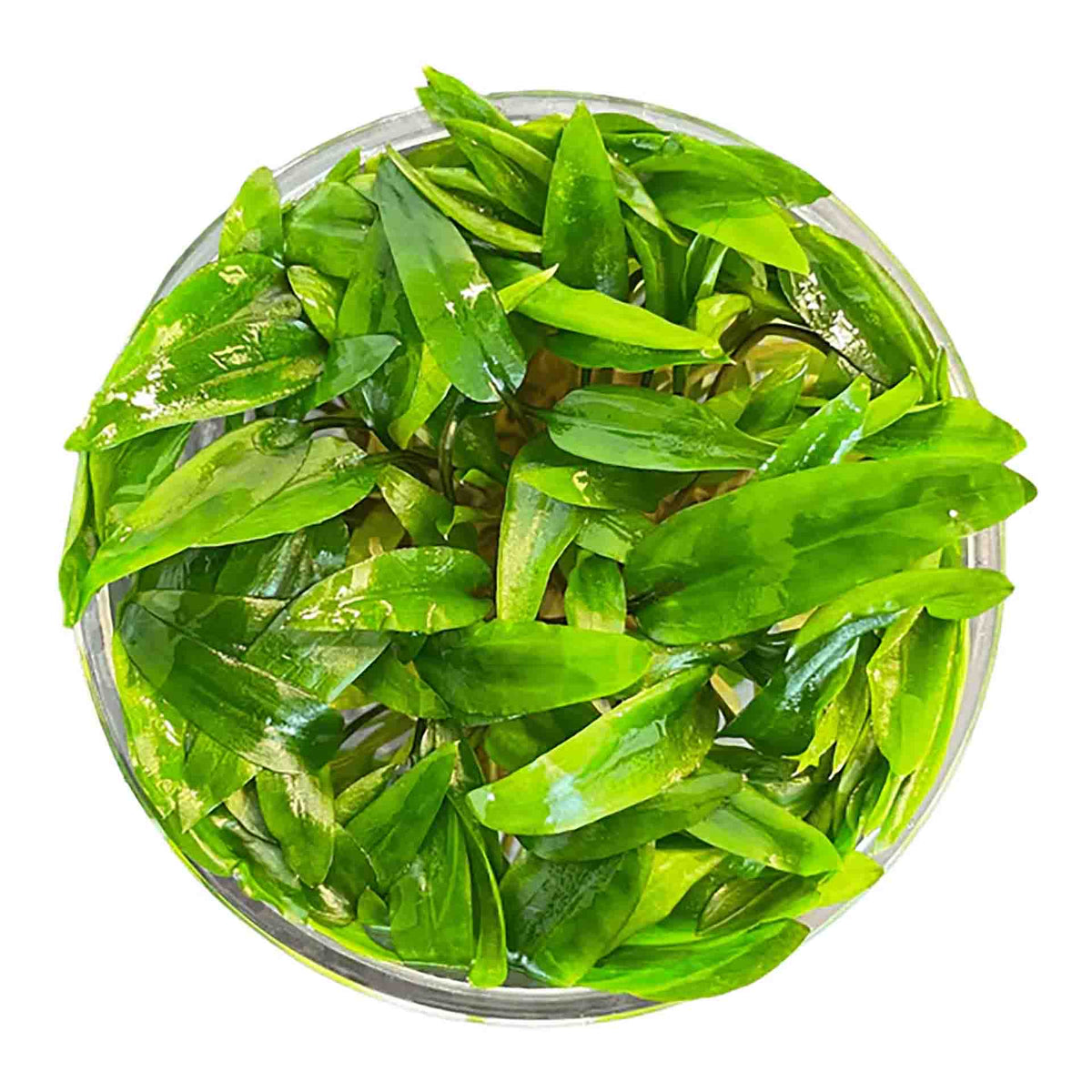 Cryptocoryne Wendtii Live Plant - Tissues Culture