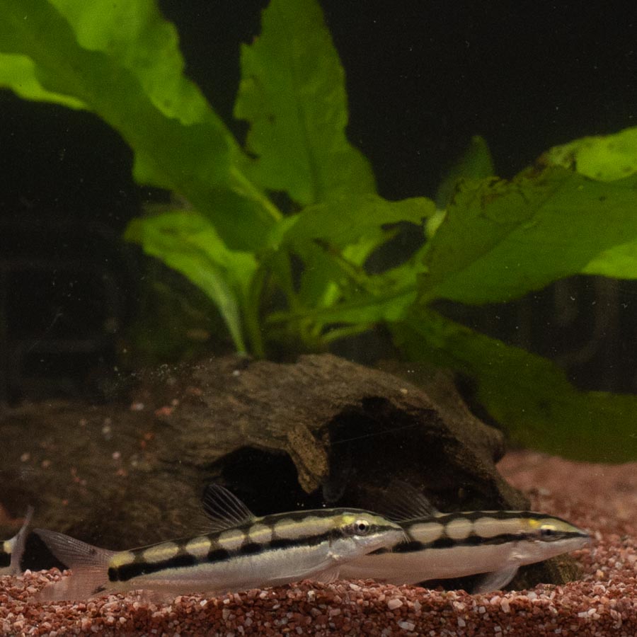 Dwarf Chain Loach - (No Online Purchases)