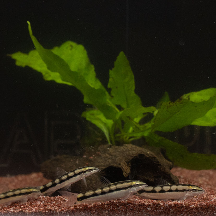 Dwarf Chain Loach - (No Online Purchases)