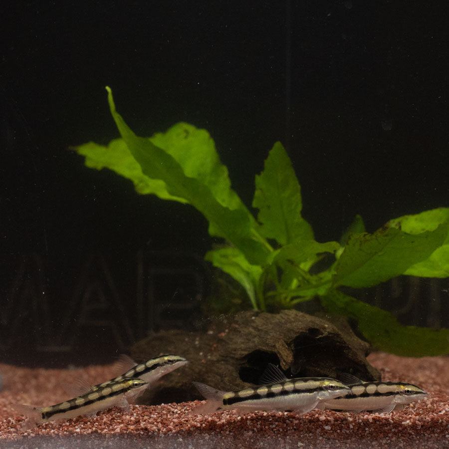 Dwarf Chain Loach - (No Online Purchases)