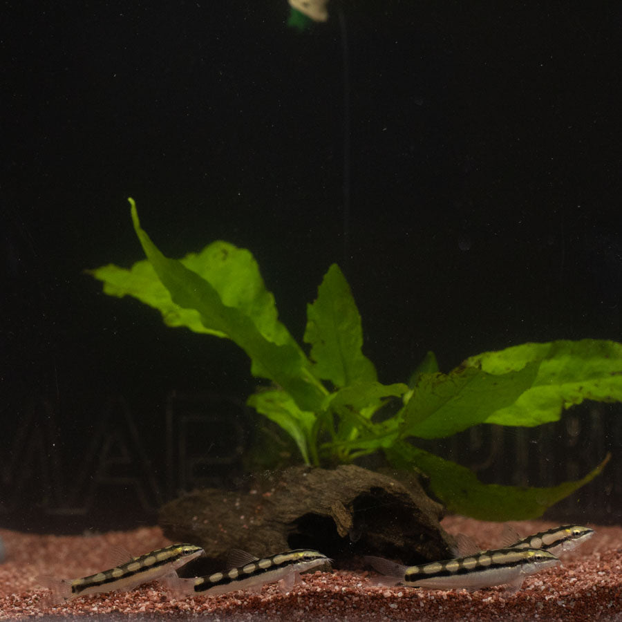 Dwarf Chain Loach - (No Online Purchases)